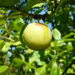 Gage (Prunus) 'Willingham' VVA-1