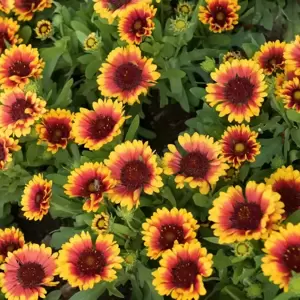 Gaillardia aristata 'Spintop Red Starburst' - image 3