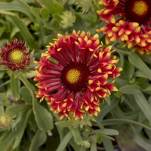 Picture Credit - PlantHaven, Inc