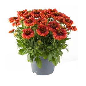 Gaillardia aristata 'Guapa Flamenco Red' 2L
