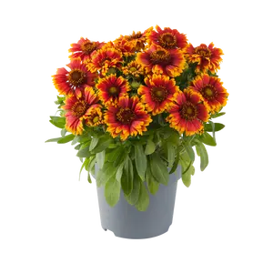 Gaillardia aristata 'Guapa Tango Bicolor' 2L