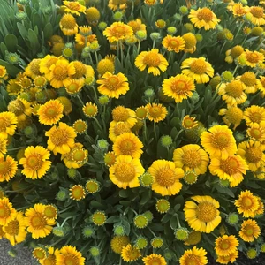Gaillardia hybrida 'GUSTO Lemon' - image 2