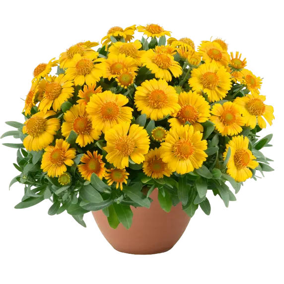 Gaillardia hybrida 'GUSTO Lemon' - image 1