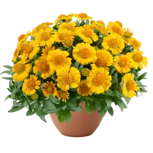 Gaillardia hybrida 'GUSTO Lemon' - image 1