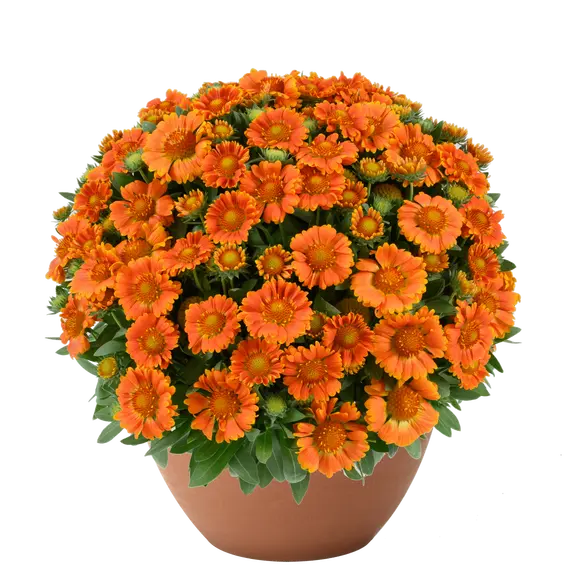 Gaillardia hybrida 'GUSTO Orange Zest' - image 1
