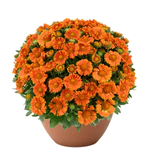 Gaillardia hybrida 'GUSTO Orange Zest' - image 1