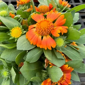 Gaillardia hybrida 'GUSTO Orange Zest' - image 2