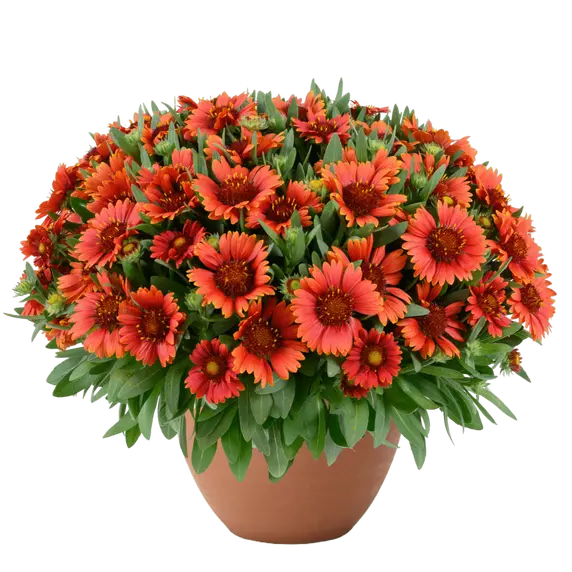 Gaillardia hybrida 'GUSTO Paprika'