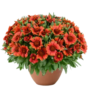 Gaillardia hybrida 'GUSTO Paprika'