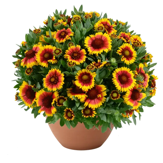 Gaillardia hybrida 'GUSTO Sweet Chilli'