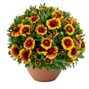 Gaillardia hybrida 'GUSTO Sweet Chilli'