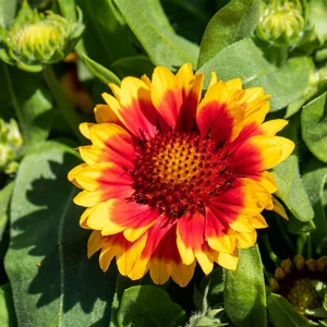 Picture Credit - PlantHaven, Inc