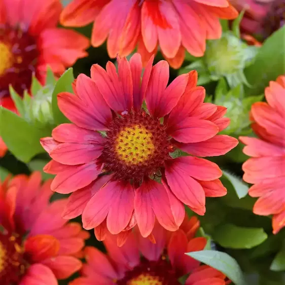 Gaillardia Mesa 'Red'