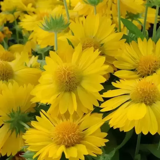 Gaillardia Mesa 'Yellow'