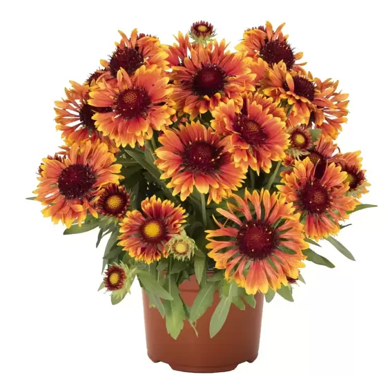 Gaillardia aristata 'Spintop Copper Sun' - image 3