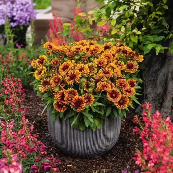 Gaillardia aristata 'Spintop Copper Sun' - image 2