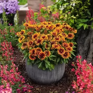 Gaillardia aristata 'Spintop Copper Sun' - image 2