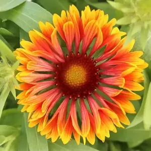 Gaillardia aristata 'Spintop Copper Sun' - image 3