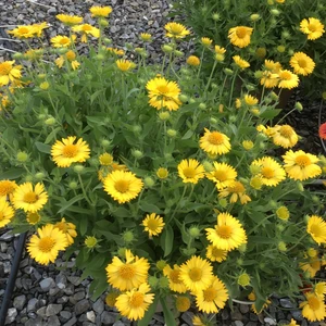 Gaillardia 'Sun Buddies Gold' - image 2