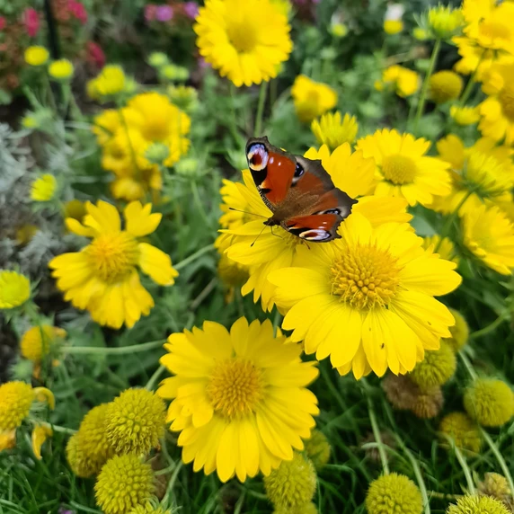 Gaillardia 'Sun Buddies Gold' - image 1