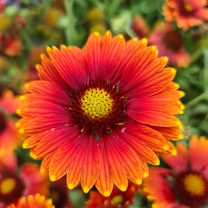 Gaillardia 'Sun Buddies Red' - image 1