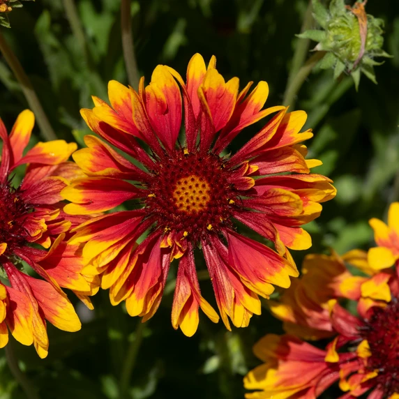 Picture - Ball Horticultural