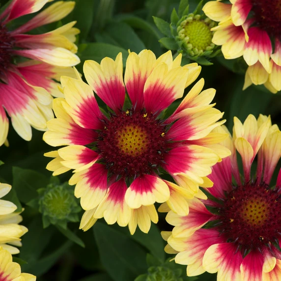 Picture - Ball Horticultural