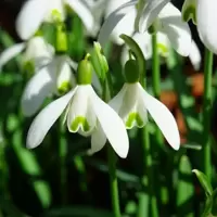 Galanthus (Snowdrop)
