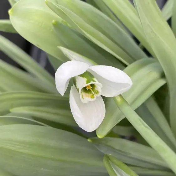 Galanthus elwesii 'Beluga' - image 1