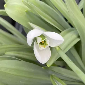 Galanthus 'Beluga'