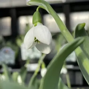 Galanthus elwesii 'Beluga' - image 3