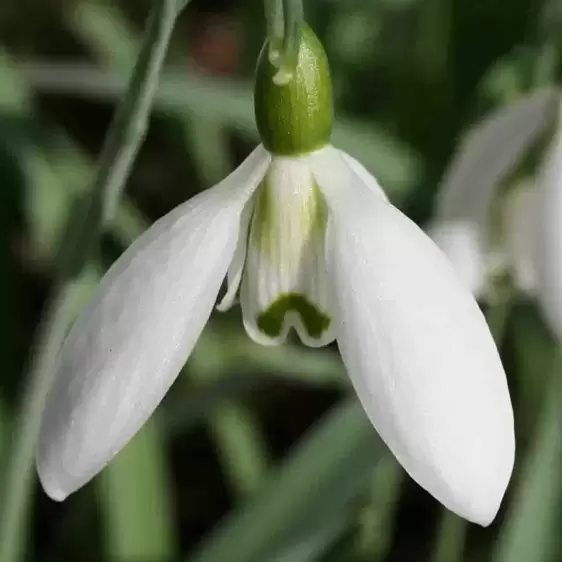 Galanthus elwesii 9cm