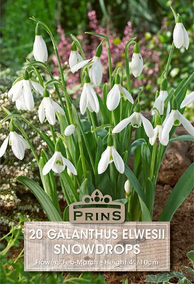Galanthus elwesii