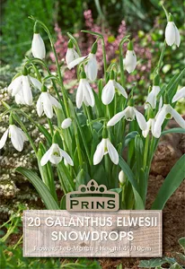 Galanthus elwesii