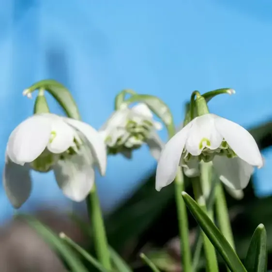 Galanthus nivalis 'Flore Pleno' 1L - image 2