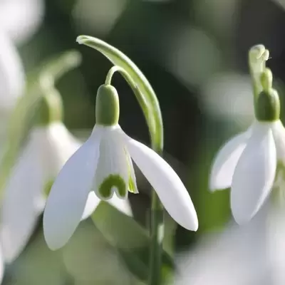 Galanthus ikariae