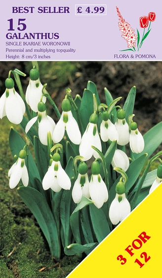 Galanthus ikariae Woronowii