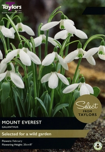 Galanthus Mount Everest