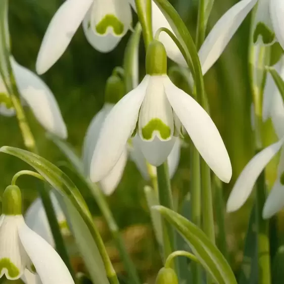 Galanthus nivalis 9cm - image 2
