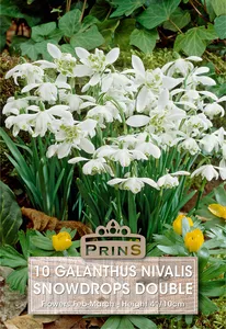 Galanthus nivalis