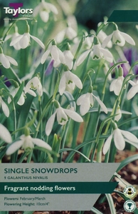 Galanthus nivalis (Field Grown Single)