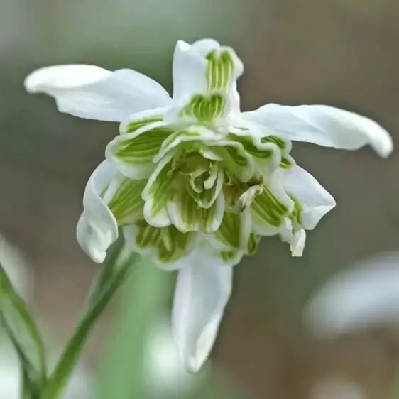 Galanthus nivalis 'Flore Pleno' 1L - image 1