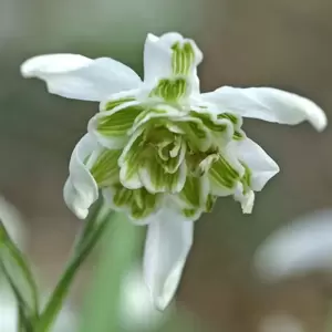 Galanthus nivalis 'Flore Pleno' 9cm - image 2