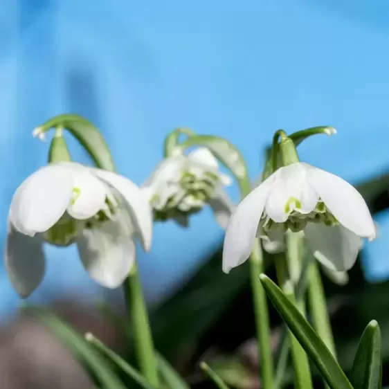 Galanthus nivalis 'Flore Pleno' 9cm - image 2