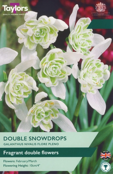 Galanthus nivalis Flore Pleno