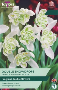 Galanthus nivalis Flore Pleno