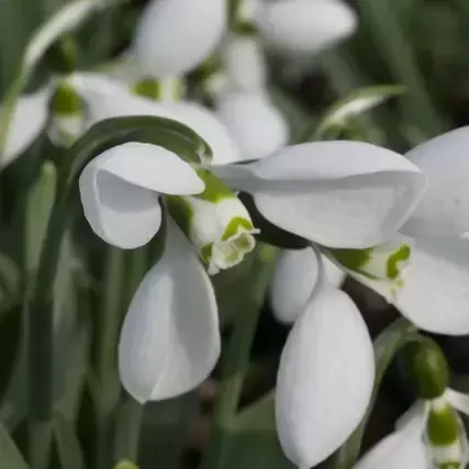 Galanthus nivalis 'Polar Bear' 1L