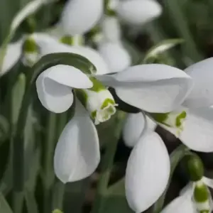 Galanthus 'Polar Bear'