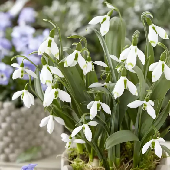 Galanthus nivalis 'Snow Fox' 1L