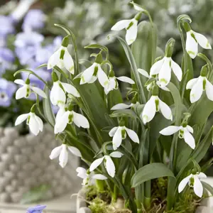 Galanthus nivalis 'Snow Fox' 1L